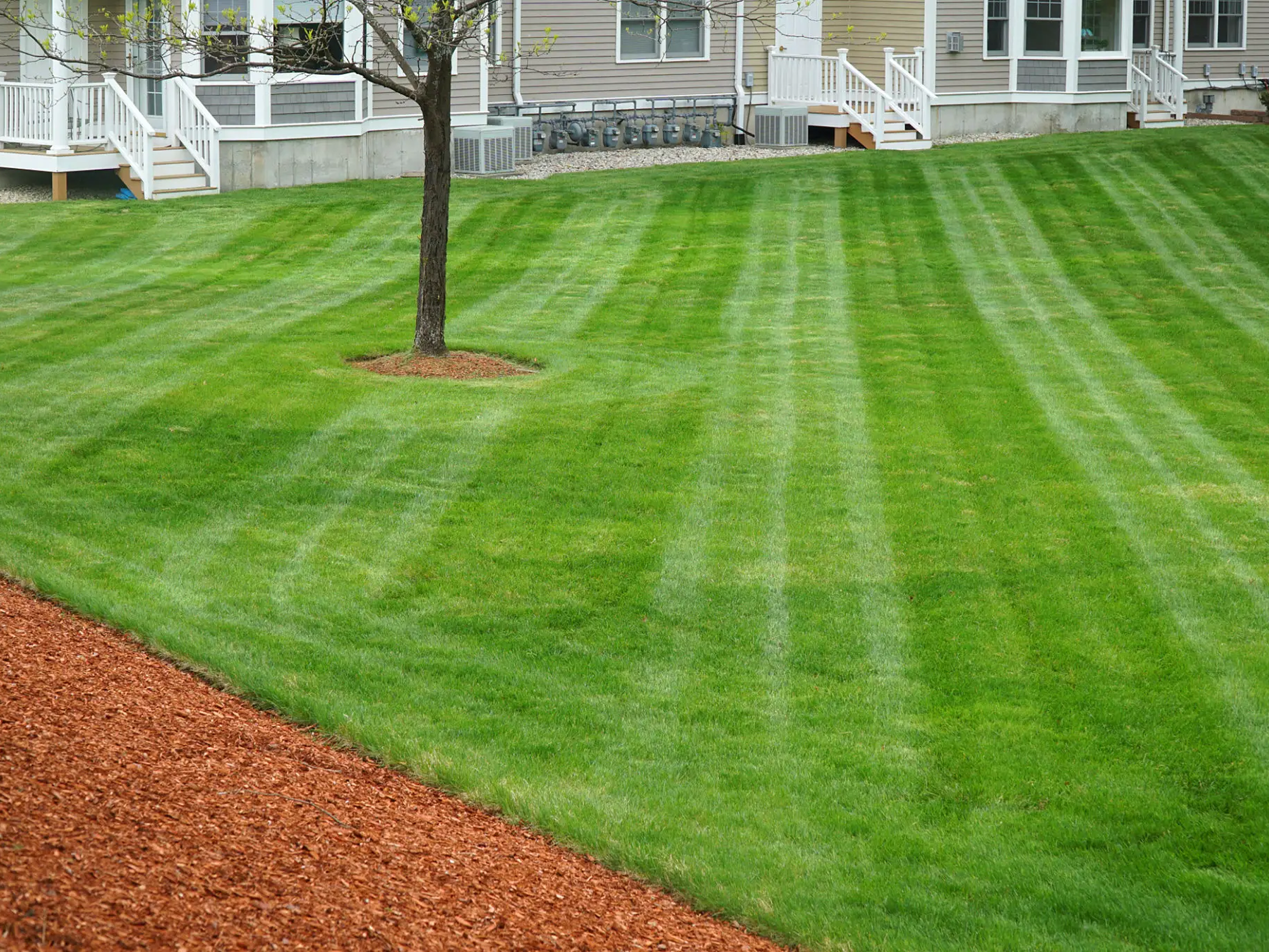 Manicured lawn with tree and mulch border.